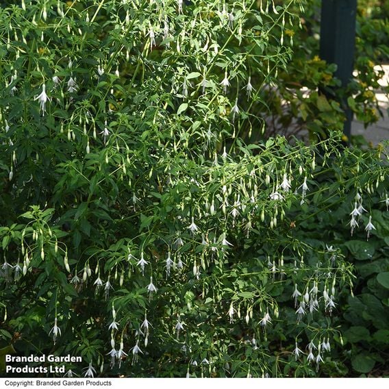 Fuchsia 'Hawkshead' (Hardy)