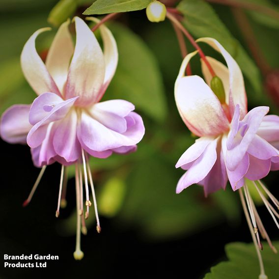 Fuchsia 'Holly's Beauty'
