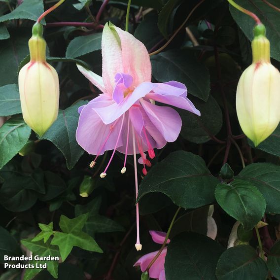 Fuchsia 'Holly's Beauty'