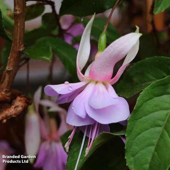 Fuchsia 'Holly's Beauty'