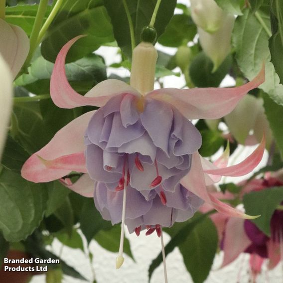 Fuchsia 'Holly's Beauty'
