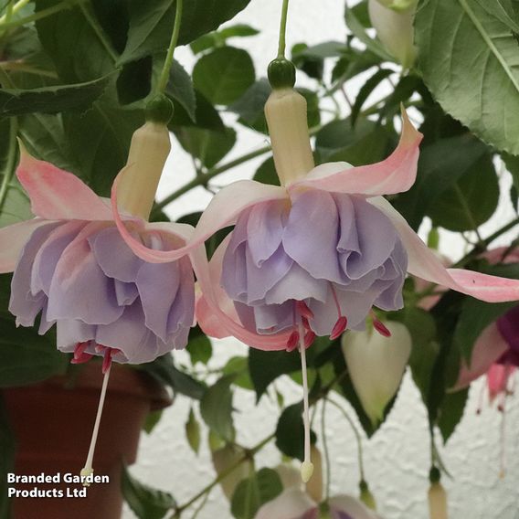 Fuchsia 'Holly's Beauty'
