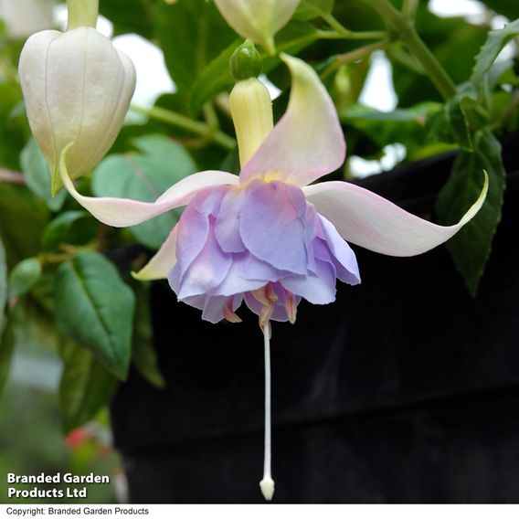Fuchsia 'Holly's Beauty'