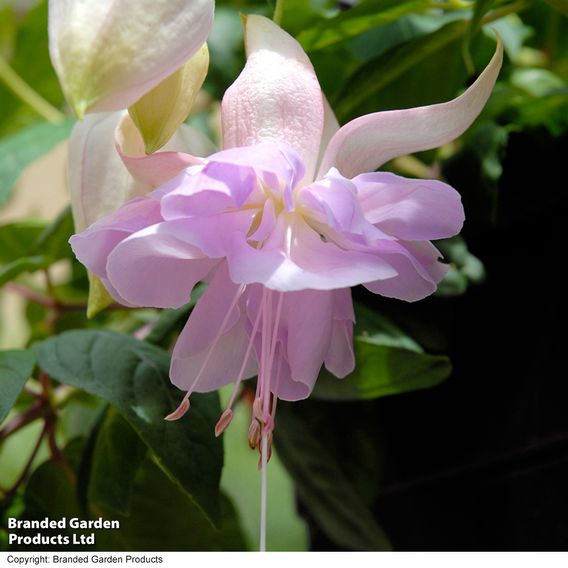Fuchsia 'Holly's Beauty'