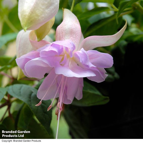 Fuchsia 'Holly's Beauty'