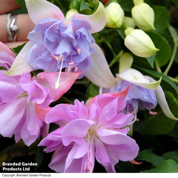 Fuchsia 'Holly's Beauty'