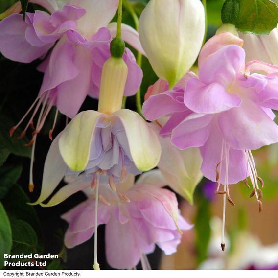 Fuchsia 'Holly's Beauty'