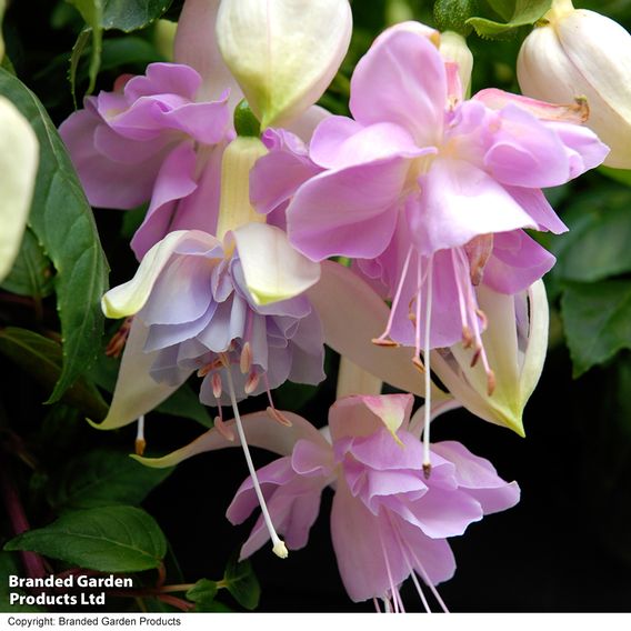 Fuchsia 'Holly's Beauty'
