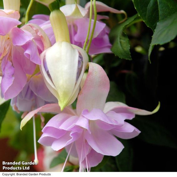Fuchsia 'Holly's Beauty'