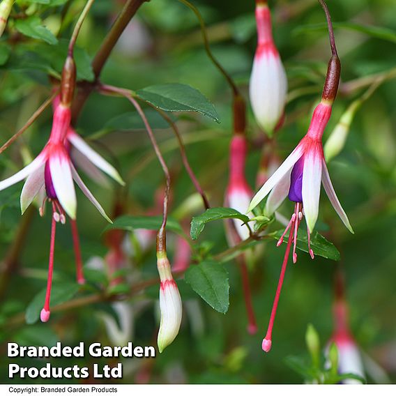 Fuchsia magellanica 'Arauco'