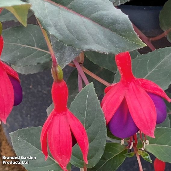 Fuchsia 'Mrs Popple'