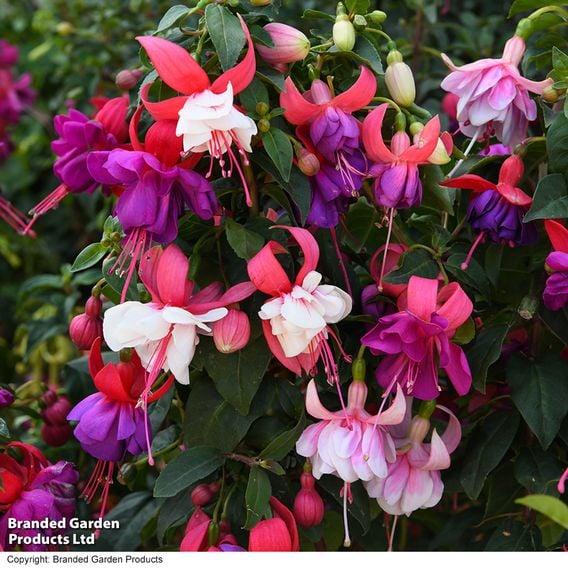 Fuchsia Patio Dancers Collection