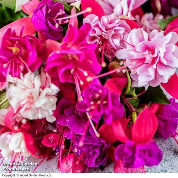 Fuchsia Patio Dancers Collection