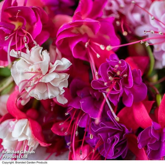 Fuchsia Patio Dancers Collection