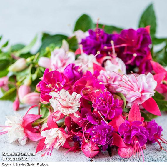 Fuchsia Patio Dancers Collection