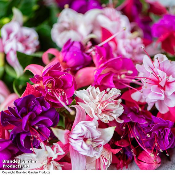 Fuchsia Patio Dancers Collection