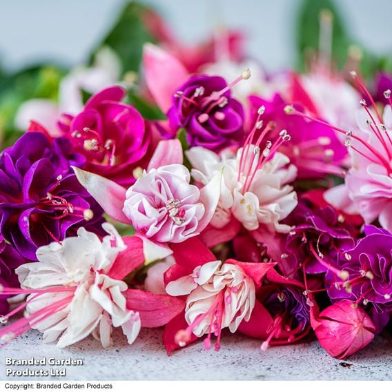 Fuchsia Patio Dancers Collection