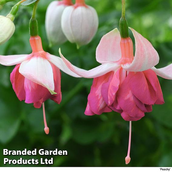 Fuchsia Giant-Flowered Collection