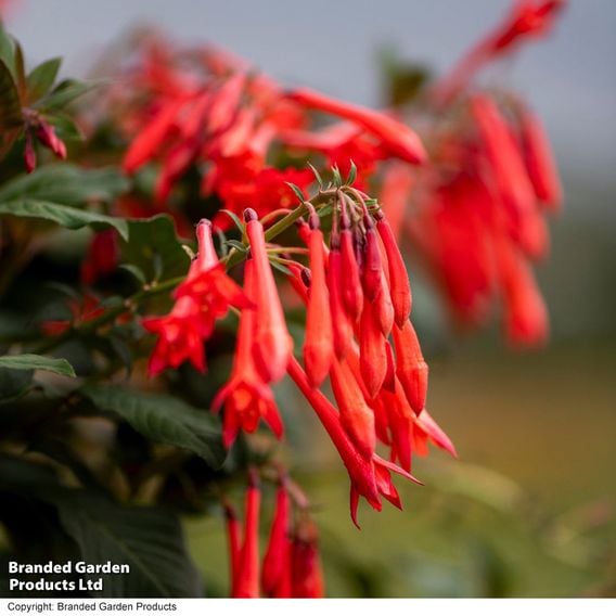 Fuchsia 'Professor Henkel'