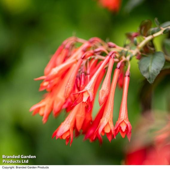 Fuchsia 'Professor Henkel'