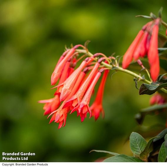 Fuchsia 'Professor Henkel'