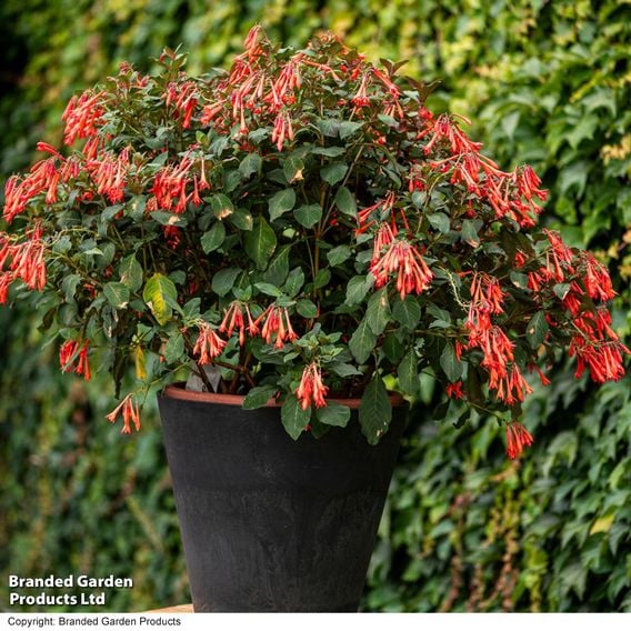 Fuchsia 'Professor Henkel'