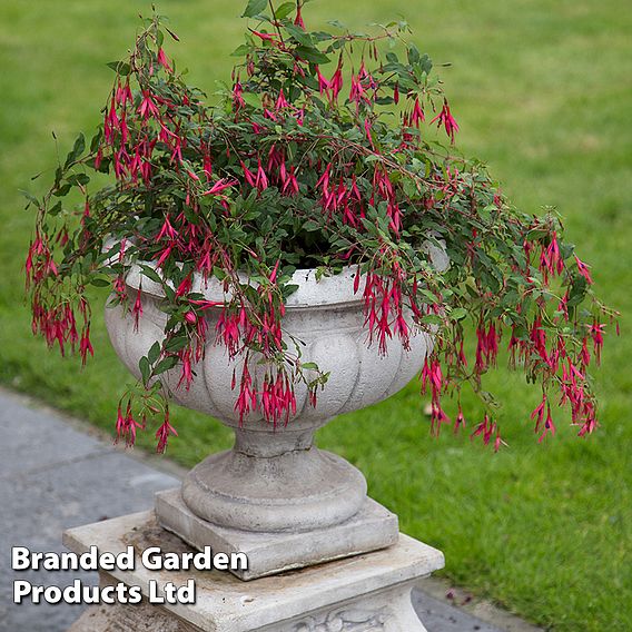 Fuchsia 'Riccartonii' (Hardy)