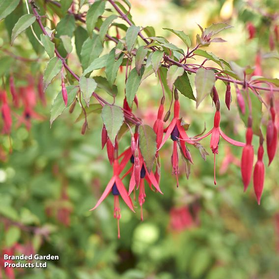Fuchsia 'Riccartonii' (Hardy)