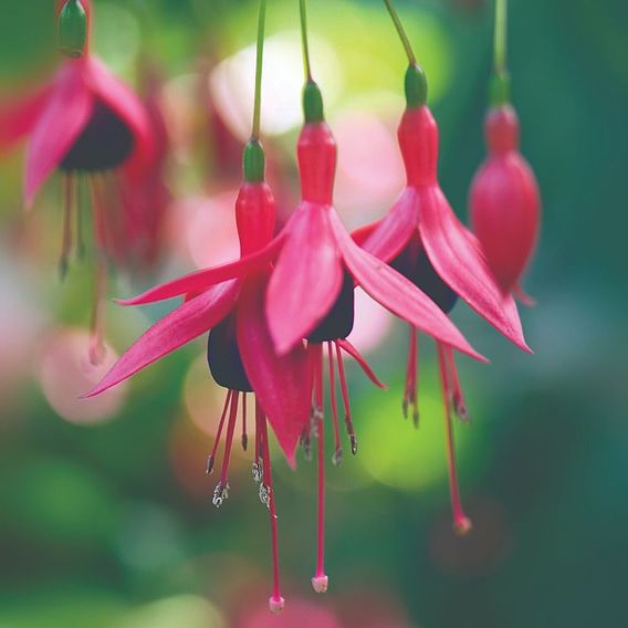 Fuchsia 'Riccartonii' (Hardy)