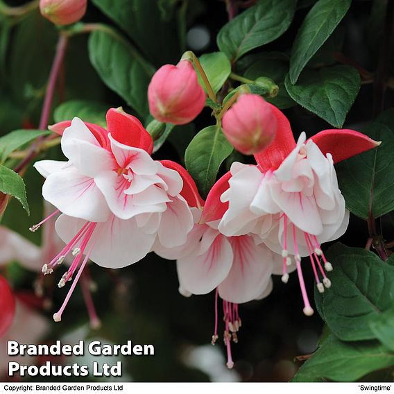 Fuchsia Giant-Flowered Collection