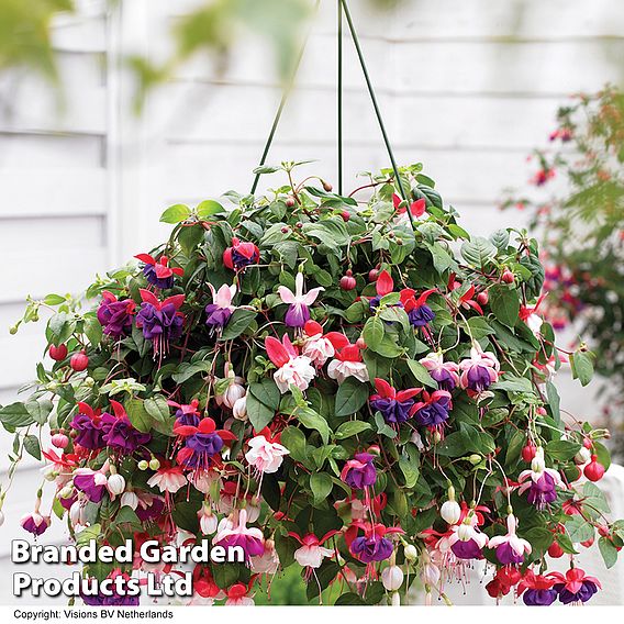 Nurseryman's Choice Hanging Basket Mixed Collection