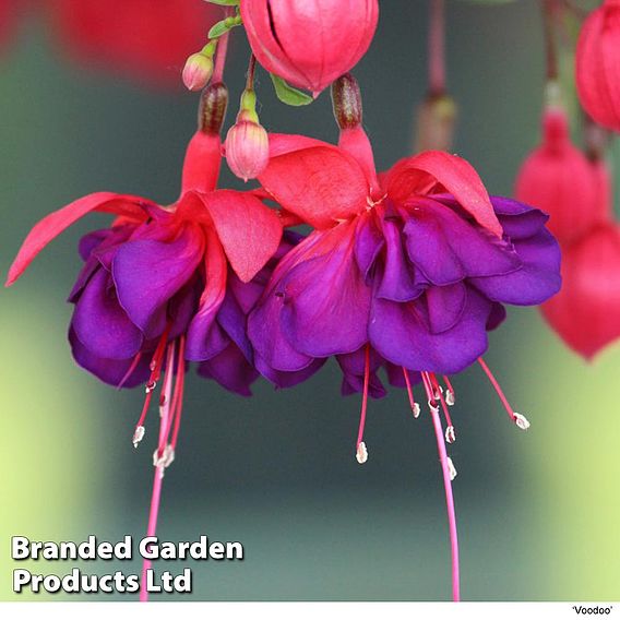 Fuchsia Giant-Flowered Collection