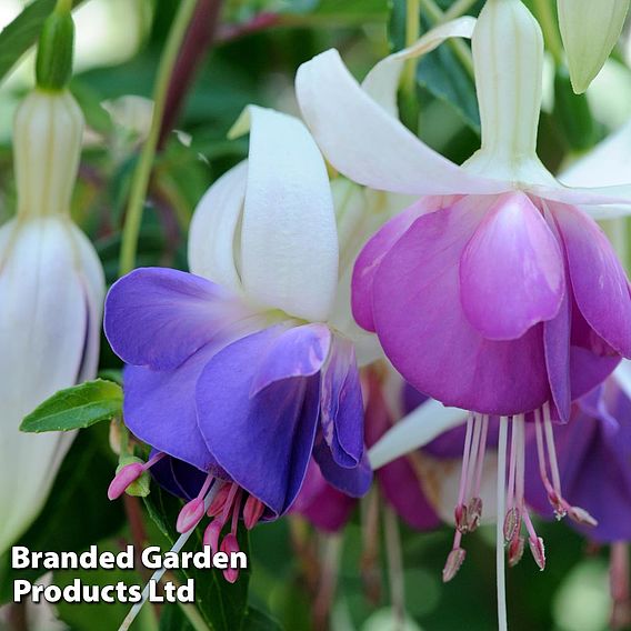 Fuchsia 'Delta's Sarah' (Hardy)