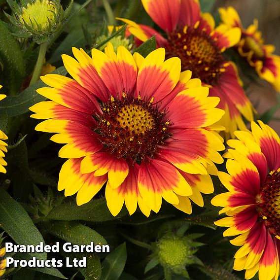 Gaillardia 'Guapa Flamenco Bicolour'