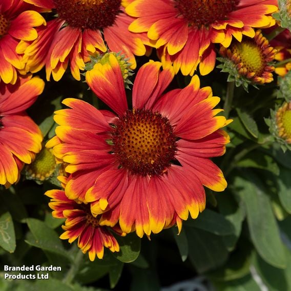 Gaillardia aristata 'Guapa Tango Bicolour'