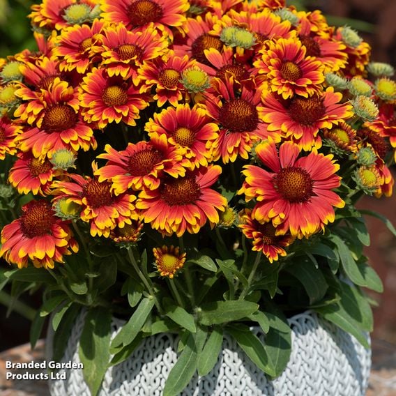 Gaillardia aristata 'Guapa Tango Bicolour'