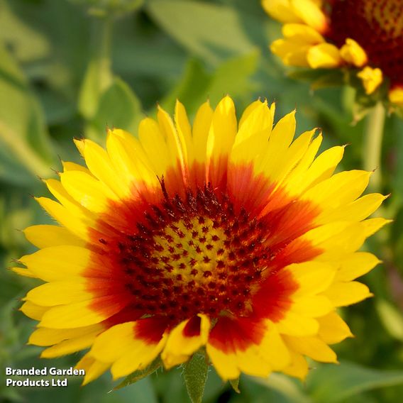 Gaillardia 'Mesa Bright Bicolour'