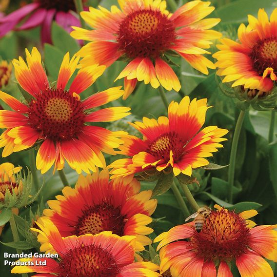 Gaillardia 'Mesa Bright Bicolour'
