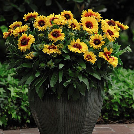 Gaillardia 'Mesa Bright Bicolour'