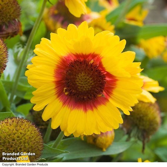 Gaillardia 'Mesa Bright Bicolour'