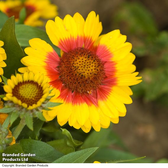 Gaillardia 'Mesa Bright Bicolour'