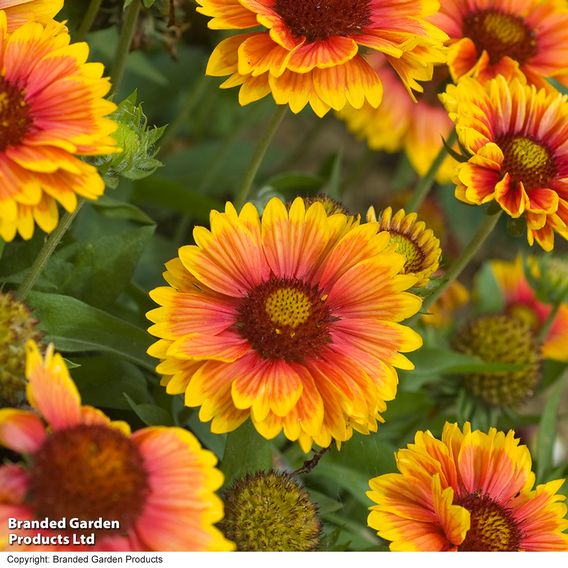 Gaillardia 'Mesa Bright Bicolour'