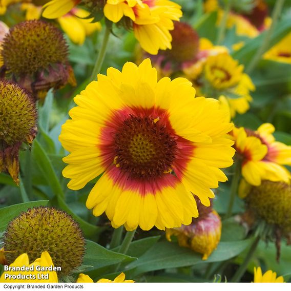 Gaillardia 'Mesa Bright Bicolour'