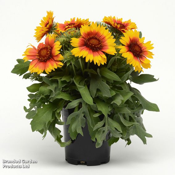 Gaillardia 'Mesa Bright Bicolour'