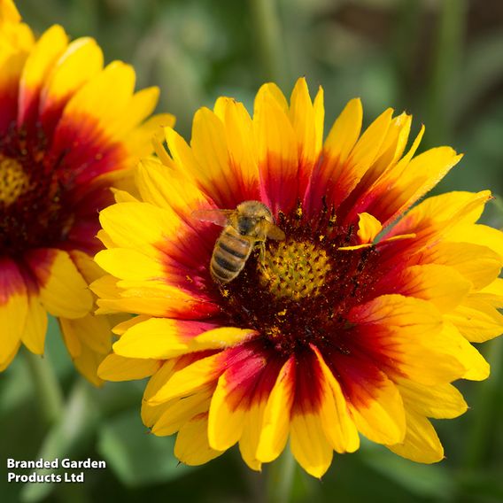 Gaillardia 'Mesa Bright Bicolour'