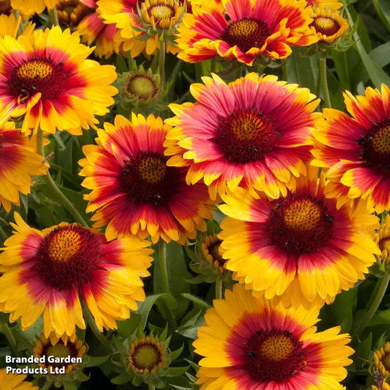 Gaillardia 'Mesa Bright Bicolour'