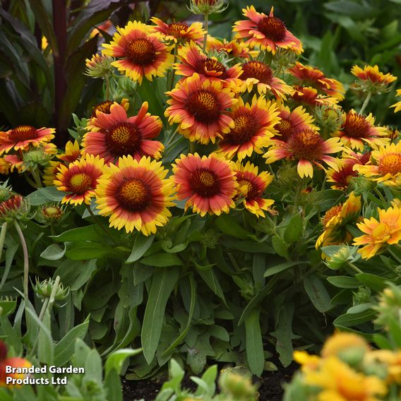 Gaillardia 'Mesa Bright Bicolour'
