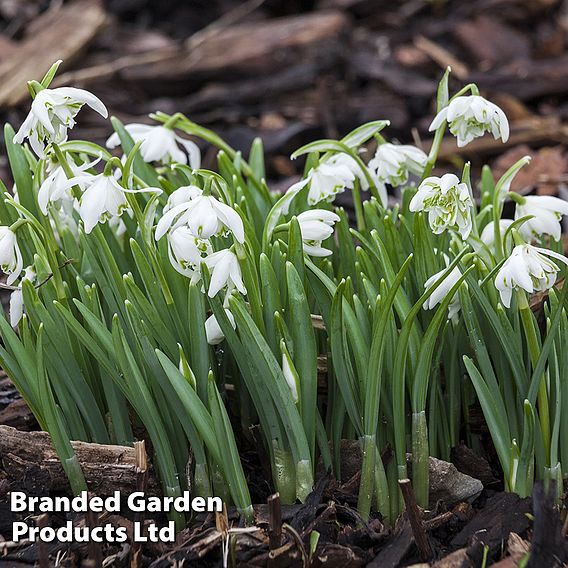 Snowdrop (Double-flowered) In The Green