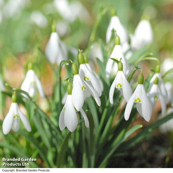 148 Spring Bulb Collection