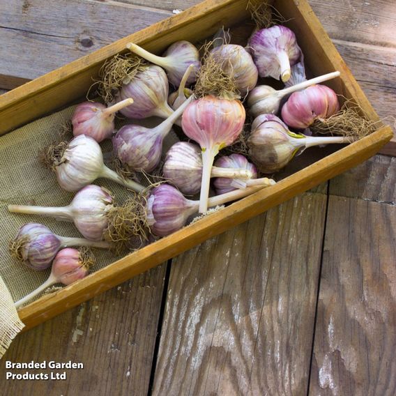 Garlic Lovers Collection (Spring & Autumn)